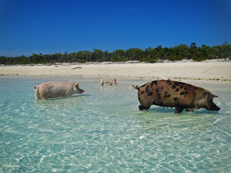 family of pigs at Big Majors