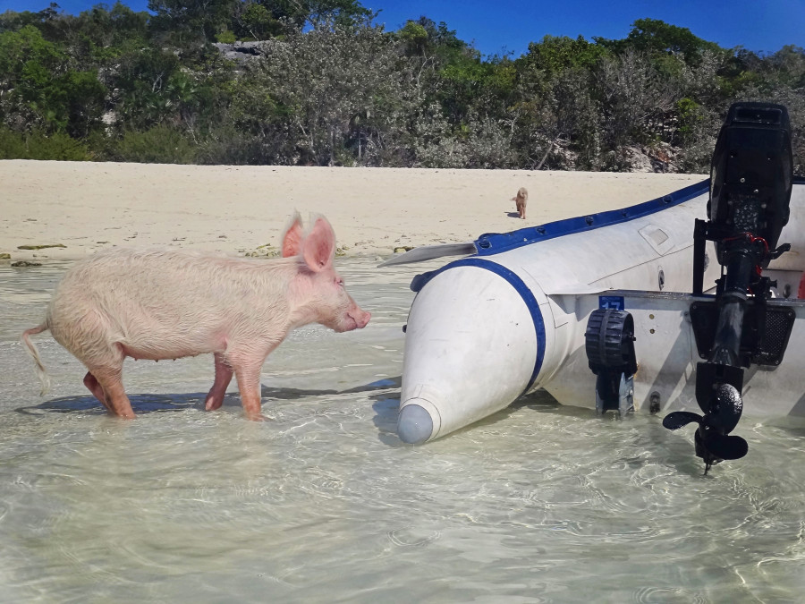 piglet checking out dinghy