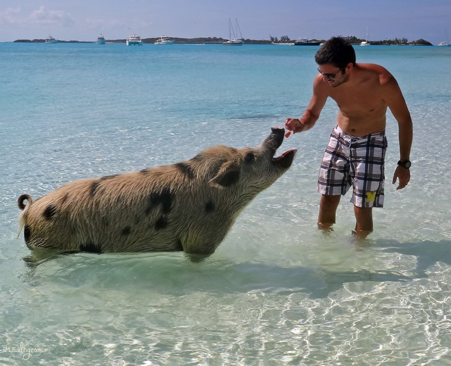 Matt feeding pig