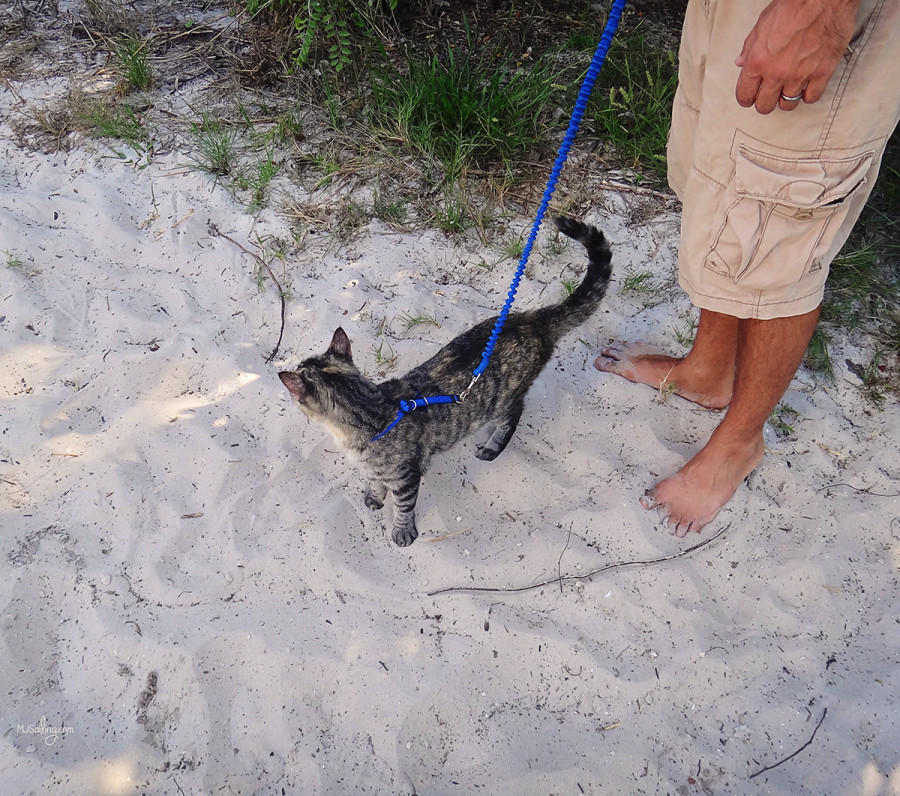 Georgie on Beach