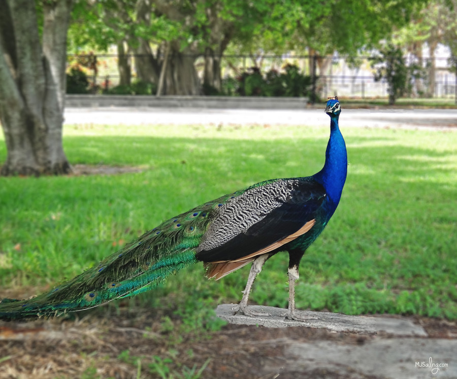 peacock, Crandon Park