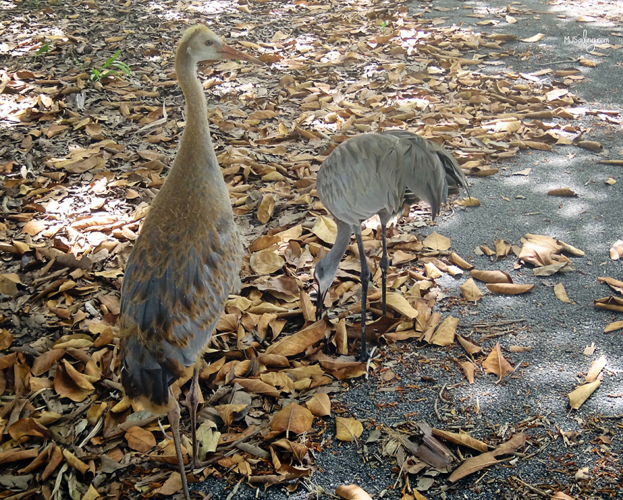 birds at Crandon Park