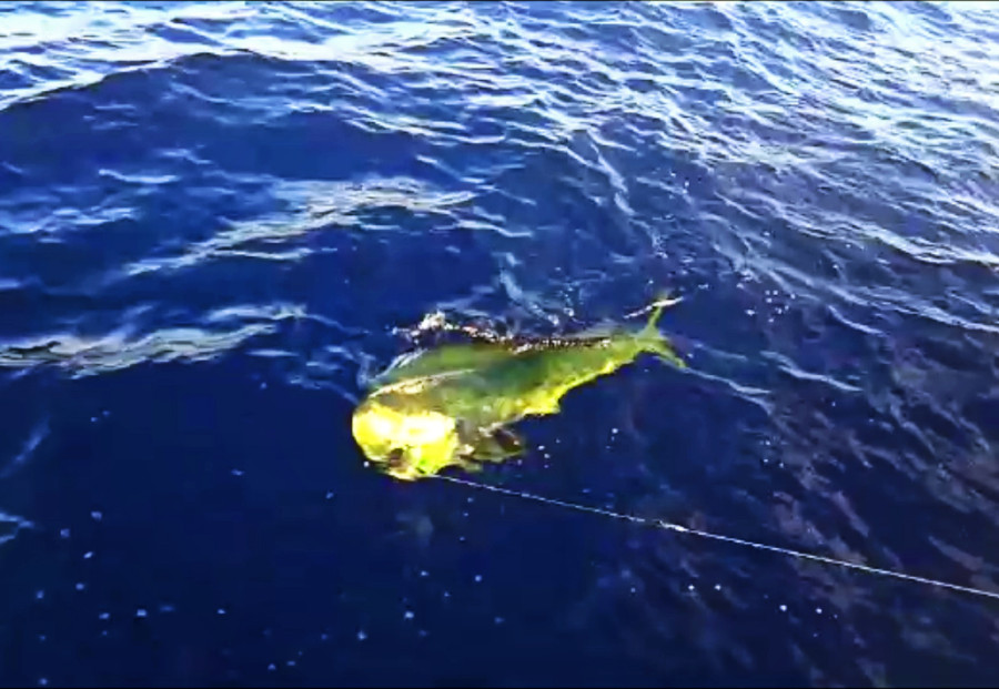 caught & lost mahi