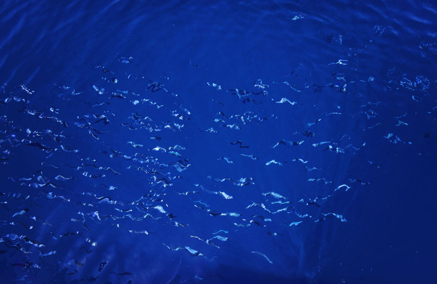 fish swimming next to boat