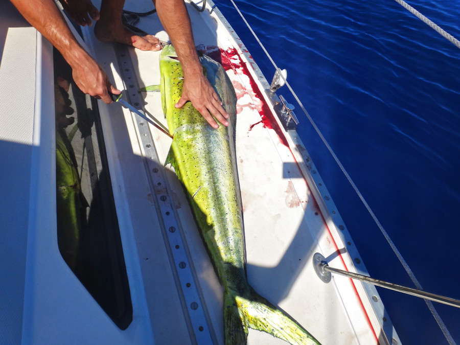 filleting mahi