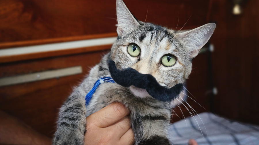 cat with fake mustache
