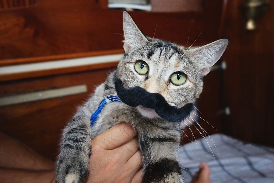 cat with fake mustache