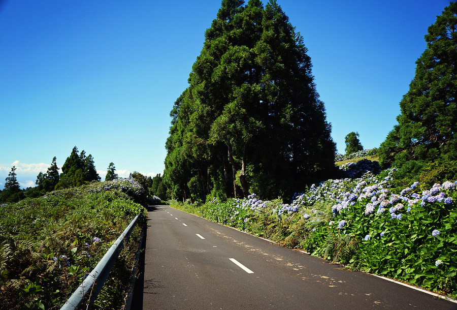 hydrangea filled road on Faial, Azores