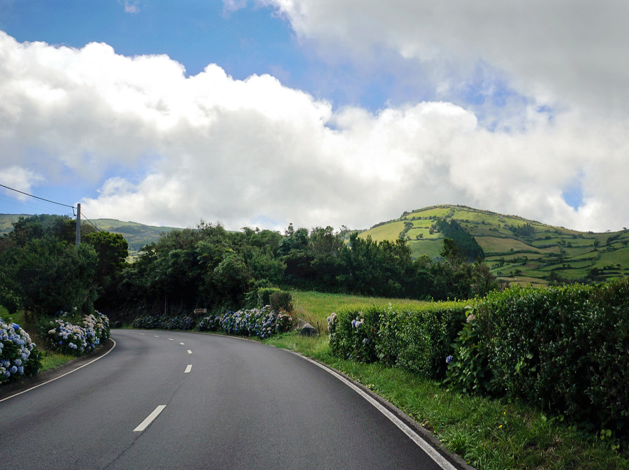 blue hydrangeas on road in Faial, Azores