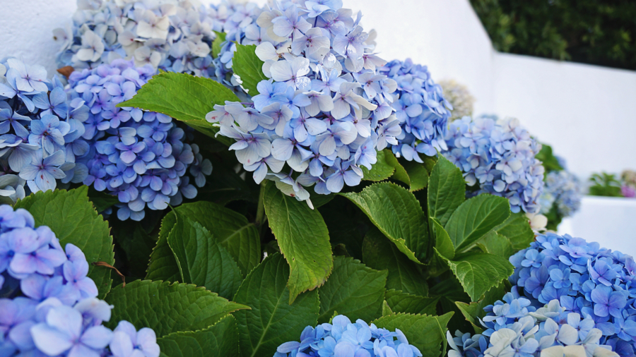 blue hydrangeas of Horta, Azores