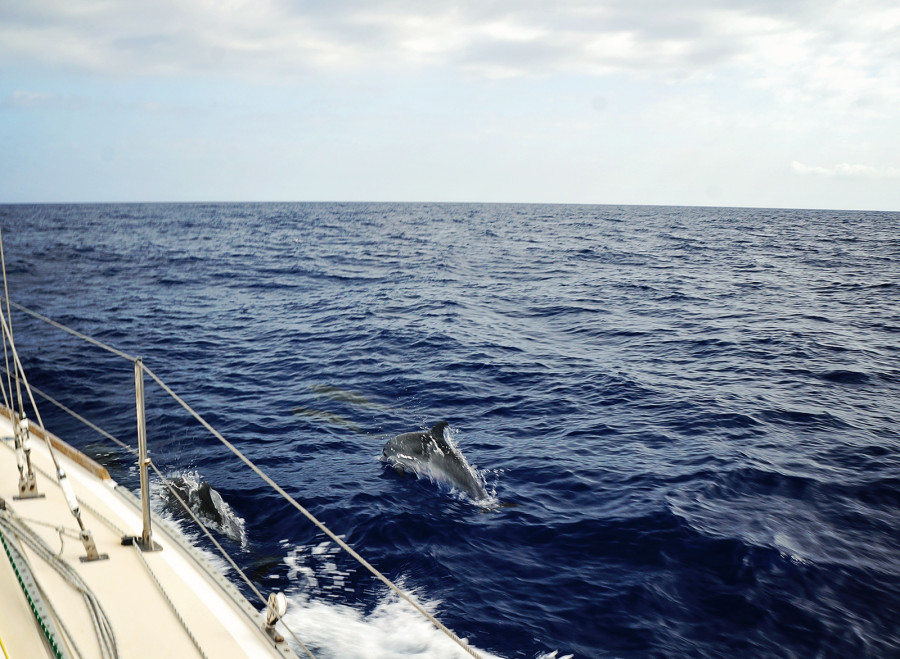 dolphins in front of Madeira