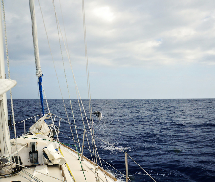 dolphin jumping at bow