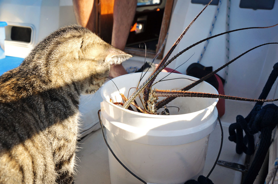 Georgie looking at lobster