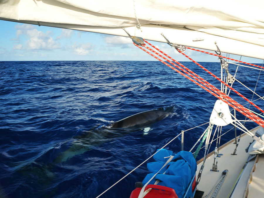 Minke whale in North Atlantic