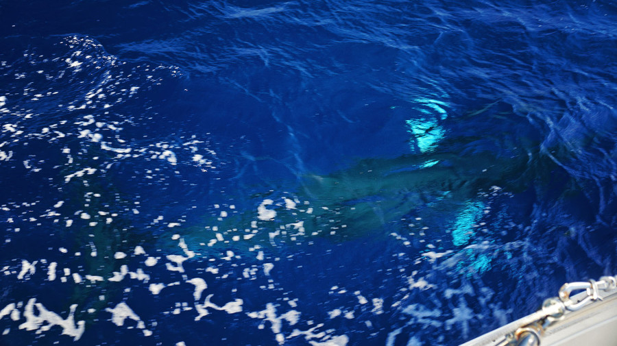 Minke whale next to our boat