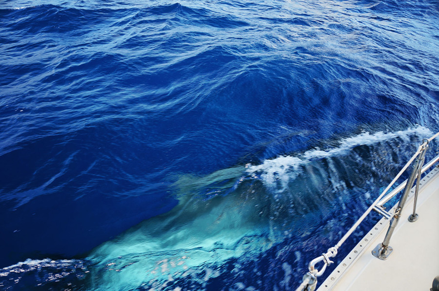 Minke whale next to our boat