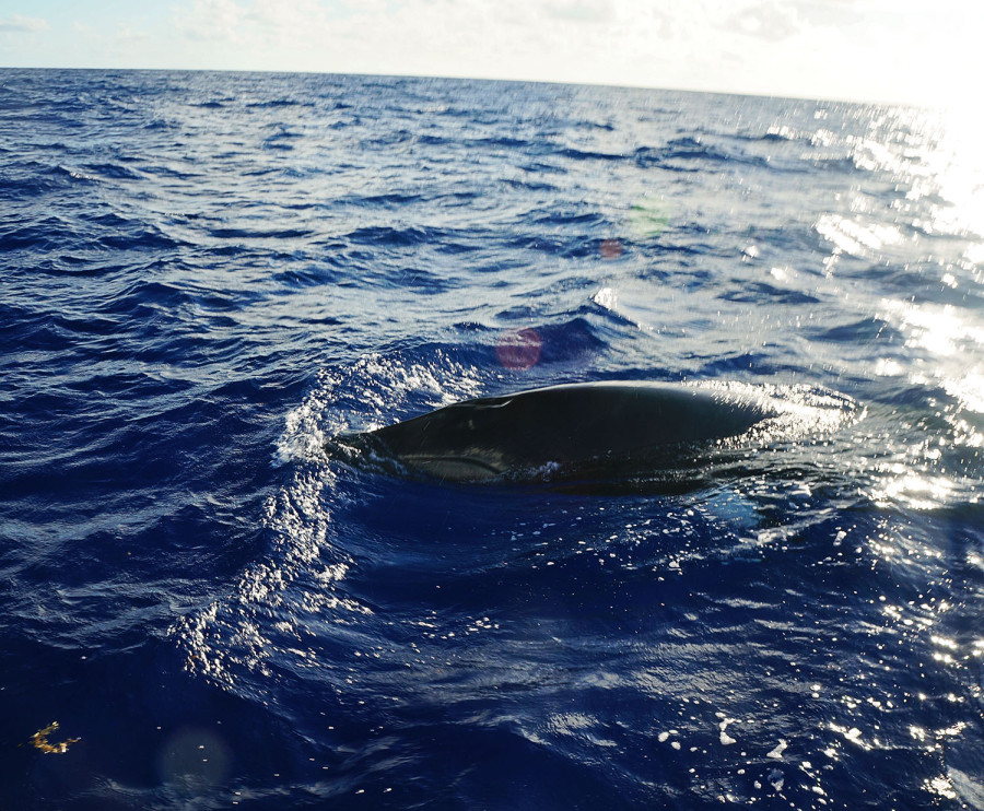 Minke whale