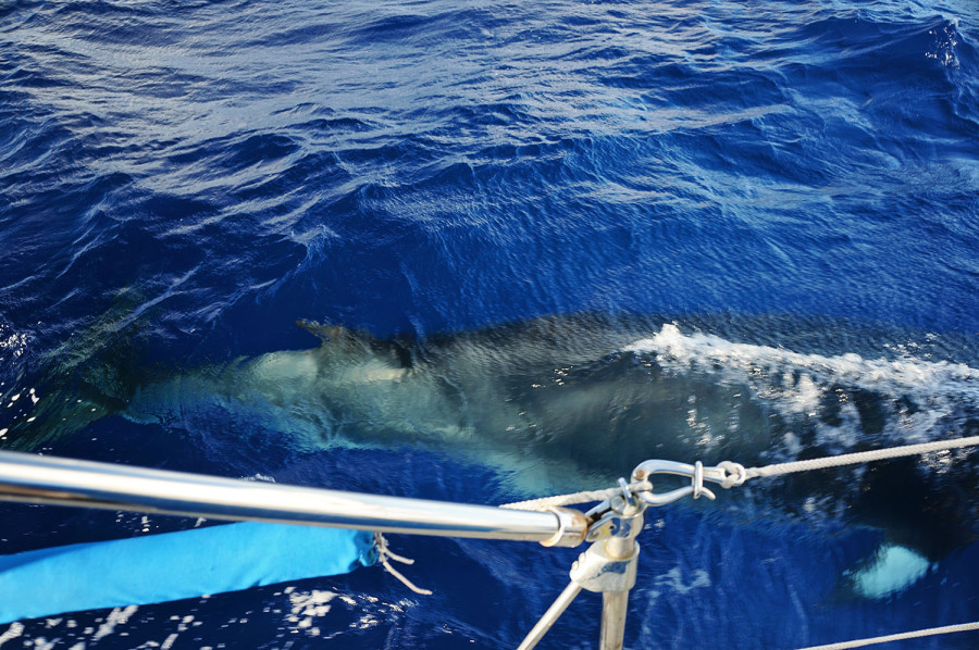 minke whale next to sailboat