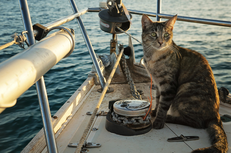 gatos del mar