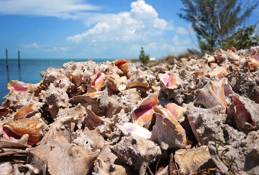 pile of conch shells