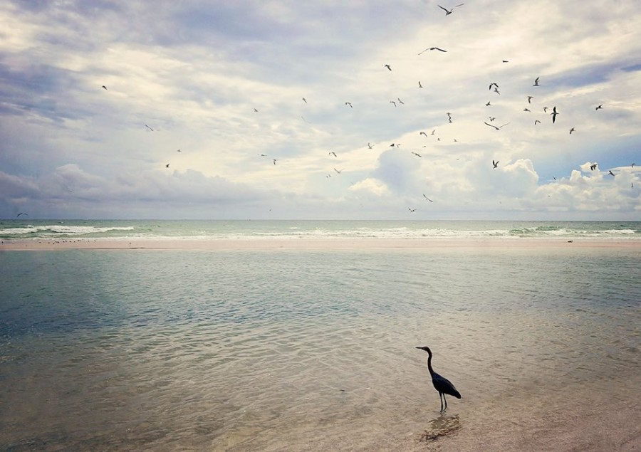 birds on Siesta Beach