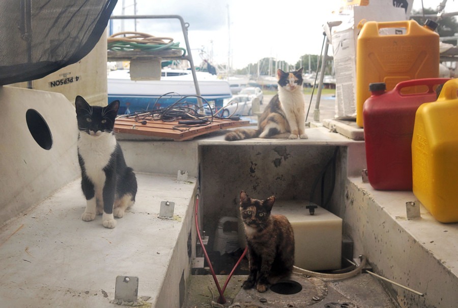 cats in cockpit