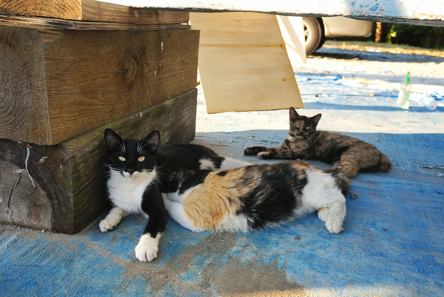 Lynx nursing Cairo