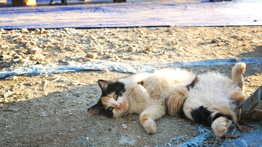 Cairo, calico cat