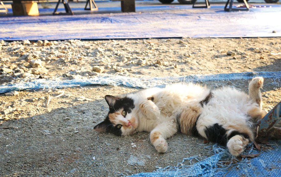 Cairo, calico cat