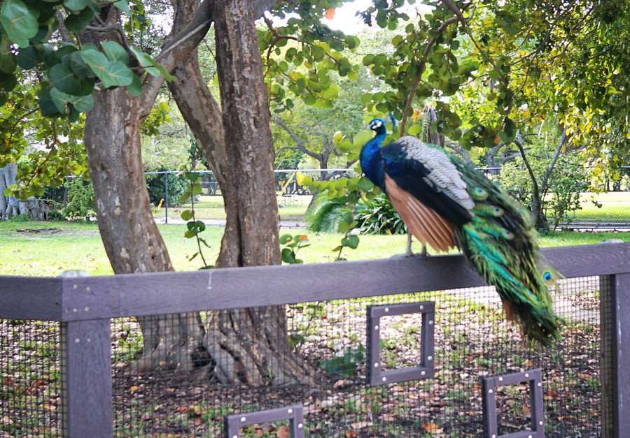 peacocks at Crandon Park