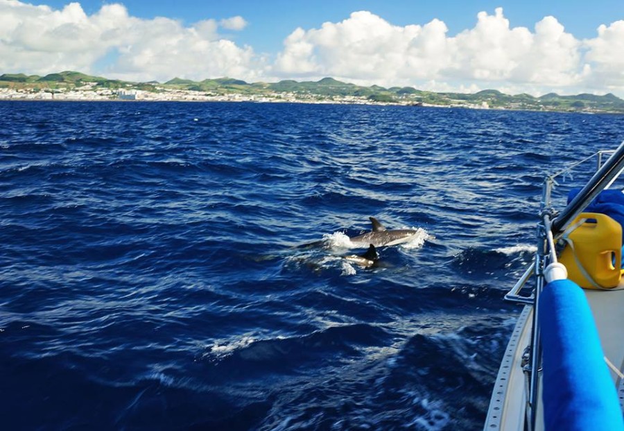 saddleback dolphins