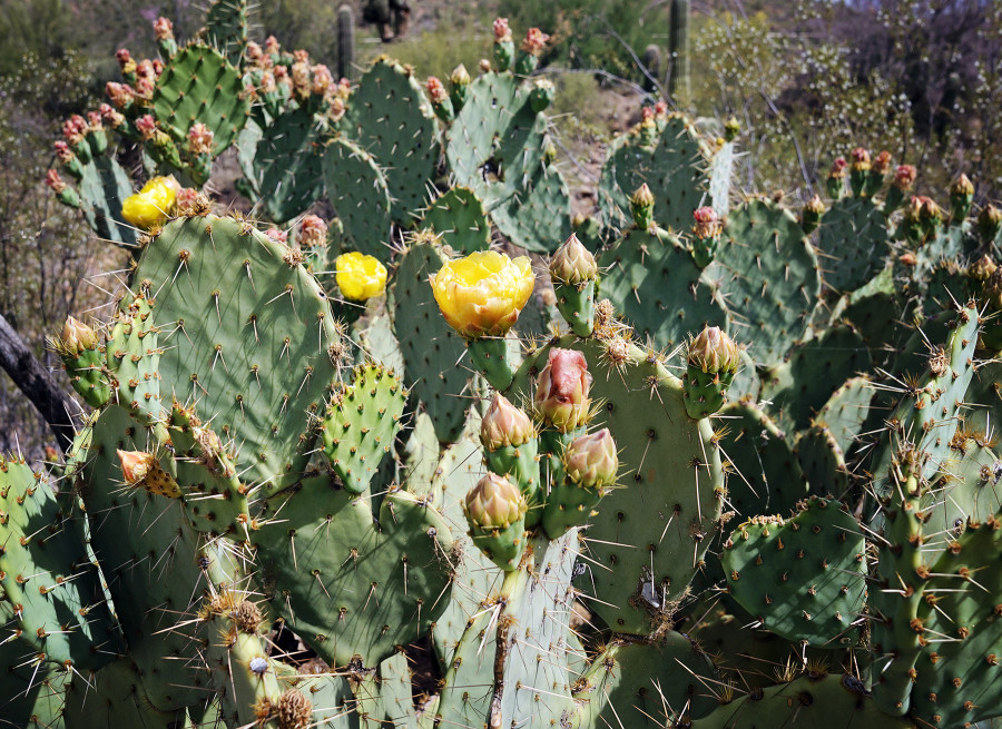 blooming cactus